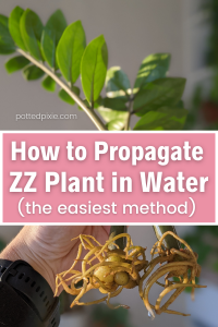 How to Propagate a ZZ Plant in Water: Easiest Method (step by step guide)
