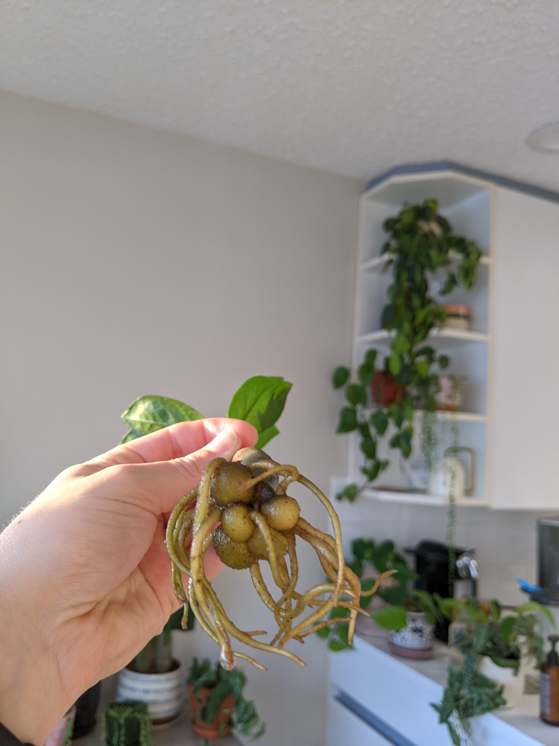 How To Propagate A ZZ Plant In Water: Easiest Method (step By Step Guide)