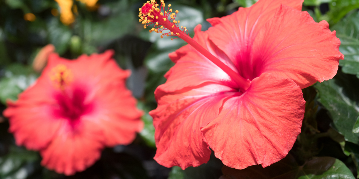 discover-the-spiritual-meaning-of-hibiscus-and-its-powerful-benefits