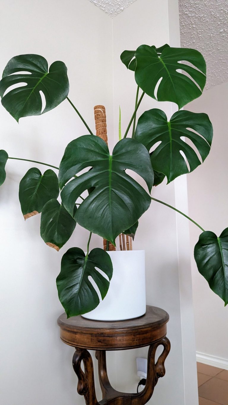 Why Your Monstera is Dripping Water (Guttation Explained) - Potted Pixie