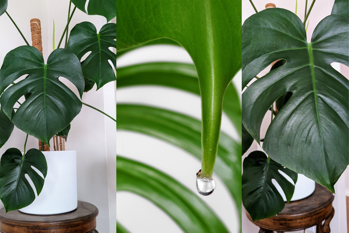 why-your-monstera-is-dripping-water-guttation-explained-potted-pixie